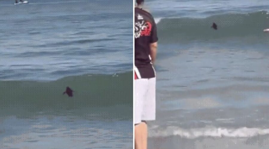 Pinguim-de-magalhães é resgatado após nadar ao lado de banhistas em praia de SP; VÍDEO