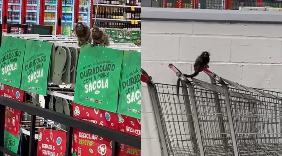 Saguis invadem mercado no litoral de SP, e biólogos alertam para doenças; VÍDEO