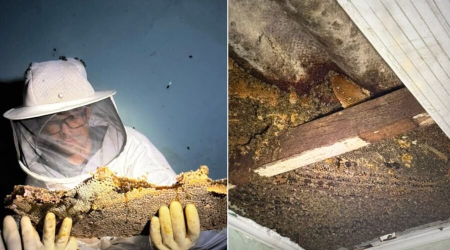 Abelhas africanizadas atacam moradores e colmeia de 'grandes proporções' é removida no litoral de SP