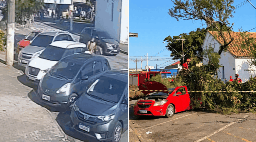 Mulher saiu do carro minutos antes de árvore esmagar veículo: 'Provavelmente teria morrido'