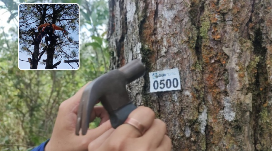 Árvore invasora: remoção de espécie recupera 40 hectares de Mata Atlântica na Serra do Mar