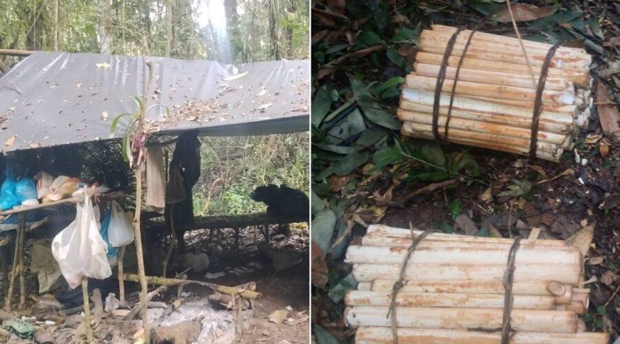 Dupla é detida por extração ilegal de palmito no interior de SP e recebe multa de R$ 187 mil
