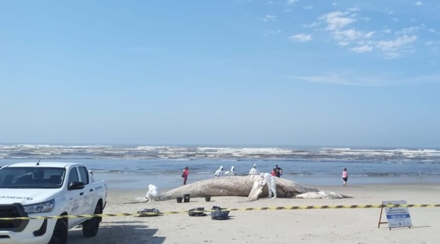 Baleia-jubarte de 10,7 metros é encontrada morta no litoral de SP; biólogo alerta para riscos