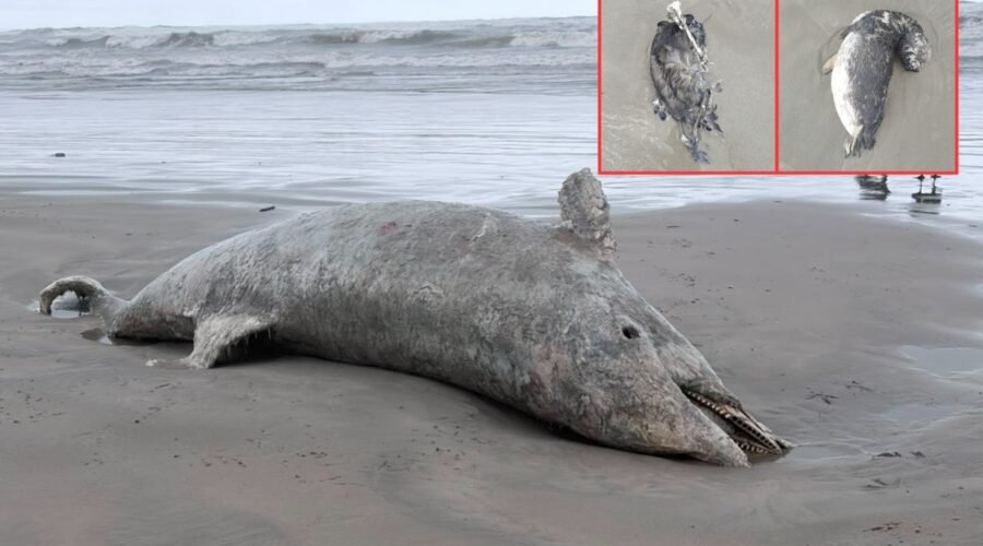 Pinguins e golfinho são encontrados mortos em praias do litoral de SP