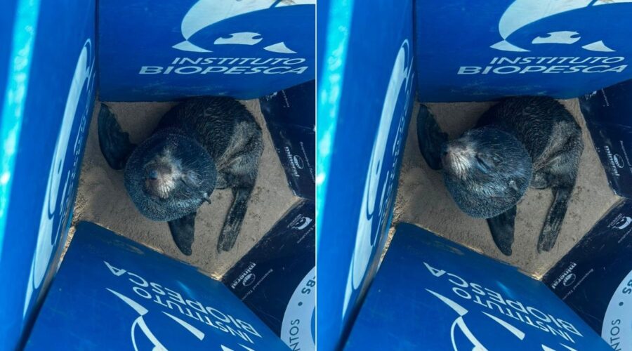 Lobo-marinho é resgatado magro e debilitado em praia no litoral de SP