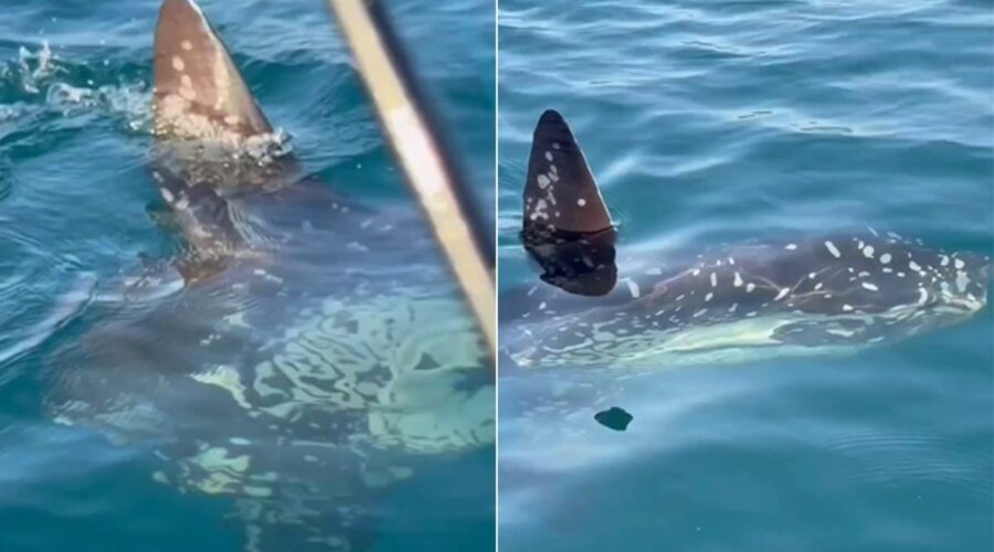 Pescador encontra um dos maiores peixes ósseos do mundo no litoral de SP: 'Dádiva de Deus'; VÍDEO
