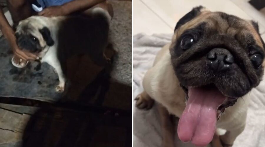 Cachorro recebe o nome de 'Caçamba' após ser encontrado dentro de lixo no litoral de SP
