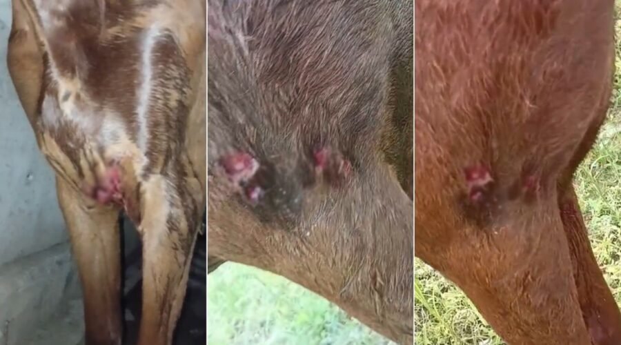 Pit bull ataca égua que levou tutor de charrete para entregar currículo: 'Rasgou o peito'; VÍDEO