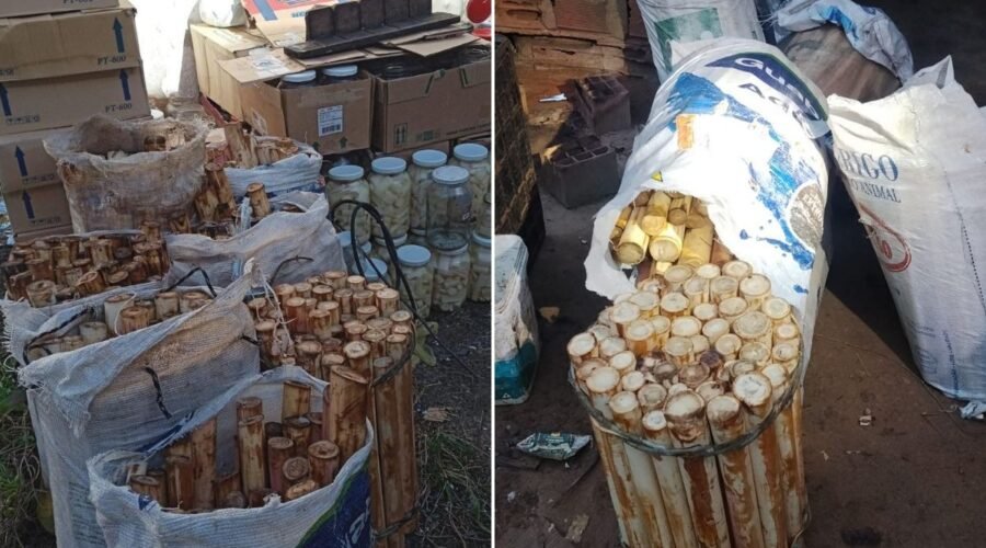 Homem é preso com mais de 400 hastes de palmito-juçara e multado em R$ 275 mil no litoral de SP