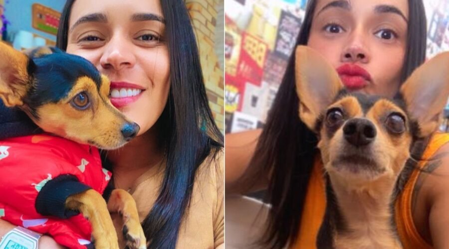 Pinscher atacado por pit bull morre um dia após completar 6 anos em SP