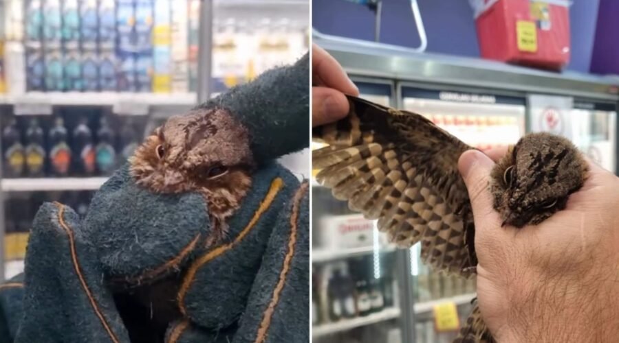 Pássaro é resgatado após ficar preso em supermercado por cinco dias no litoral de SP; VÍDEO