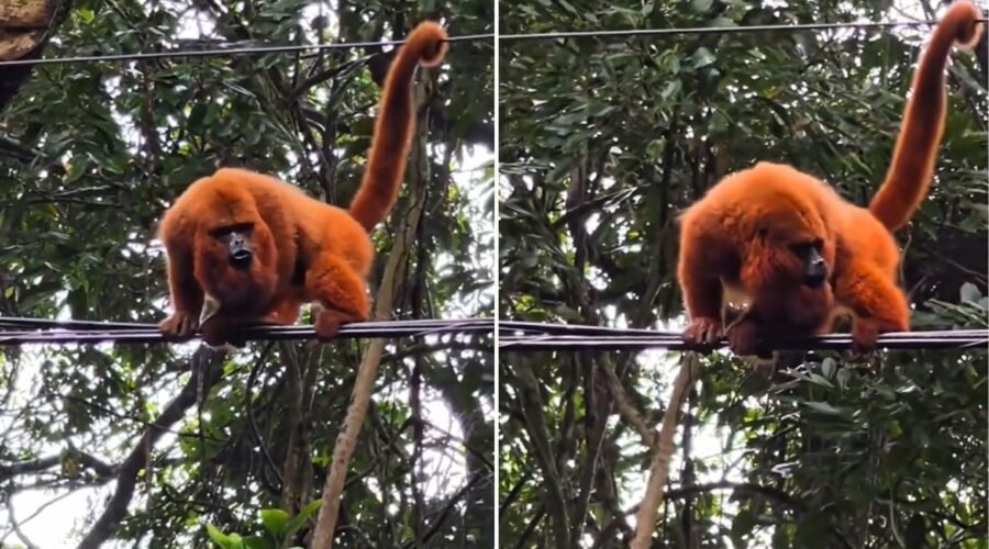 Bugio-ruivo se equilibra em fios e chama atenção no litoral de SP; VÍDEO