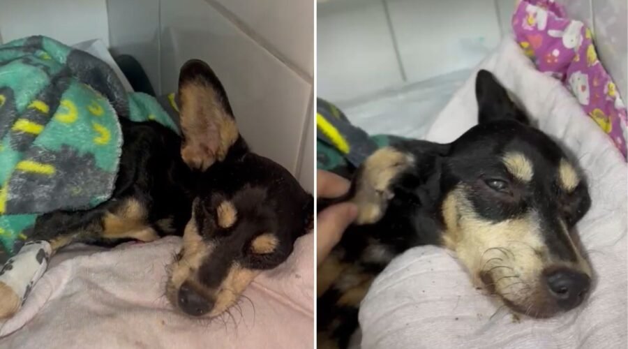 Cadela abandonada em estado grave morre durante anestesia para cirurgia