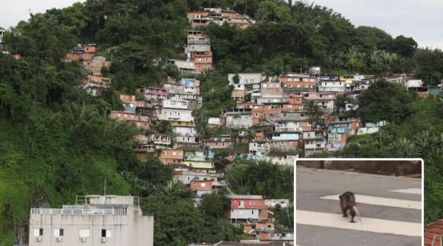 Saruê é flagrado respeitando as regras de trânsito no litoral de SP: 'Olha, ele atravessa na faixa'; VÍDEO