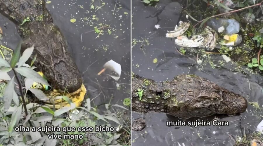 Jacaré filmado comendo lixo pode sofrer com inanição e deixar de nadar; entenda