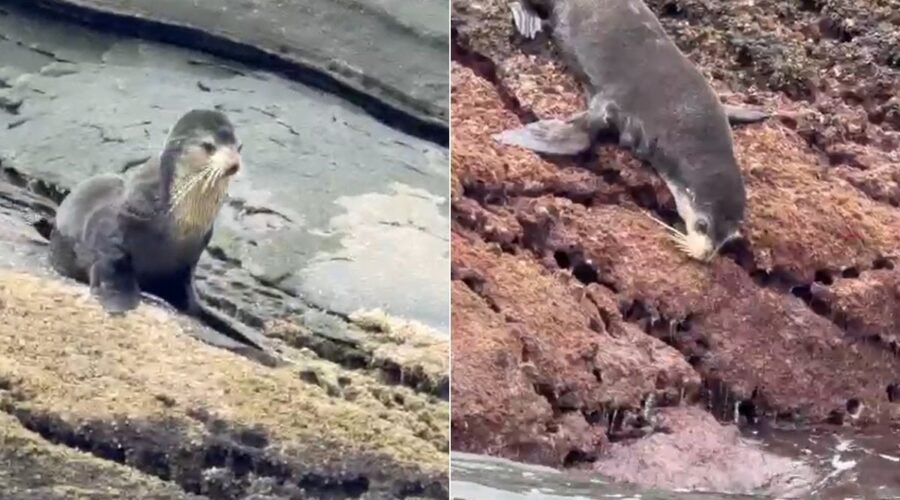 Pescador flagra lobo-marinho descansando em ilha do litoral de SP; VÍDEO