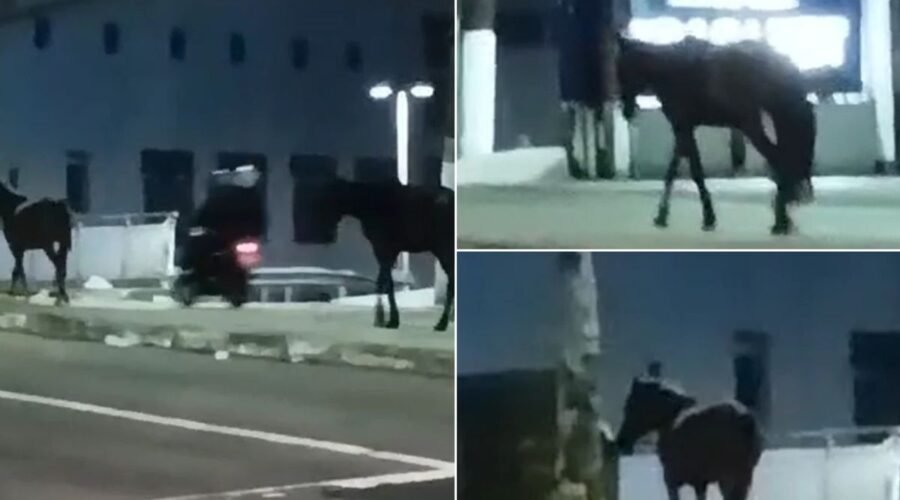 Cavalos são flagrados soltos em avenida no litoral de SP; VÍDEO