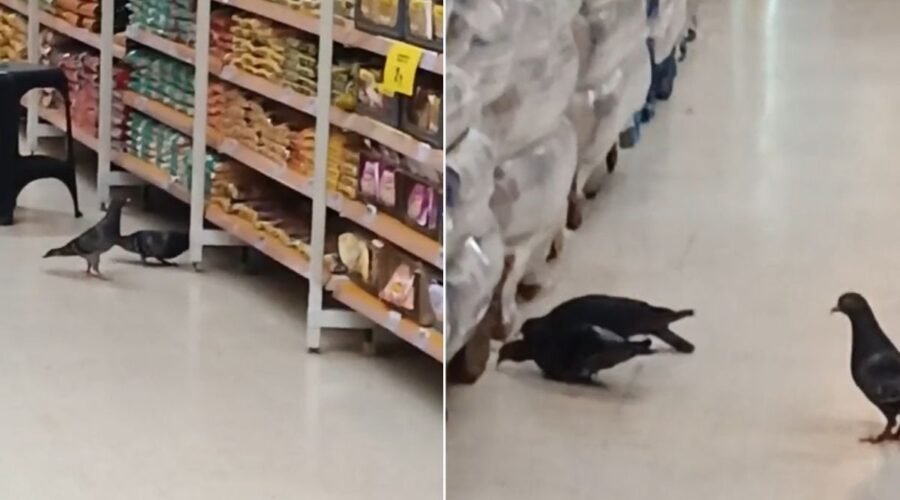Vídeo mostra pombos comendo produtos em hipermercado no litoral de SP: 'Enojada', diz cliente