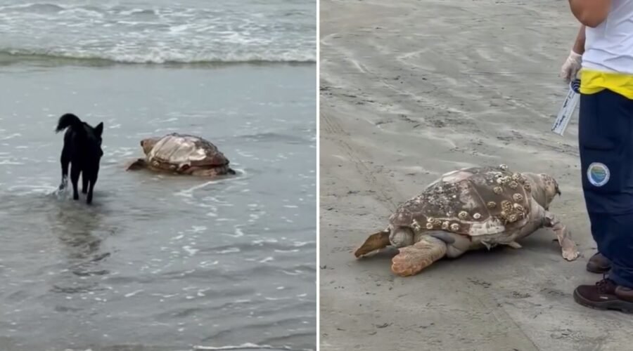 Tartaruga-cabeçuda é encontrada morta em praia de SP; VÍDEO