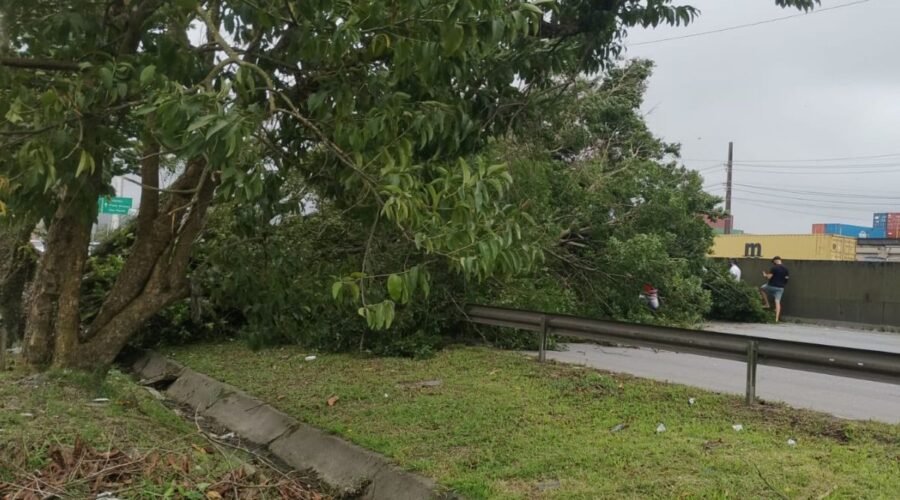 VÍDEO: árvore cai durante temporal e carros precisam voltar de marcha à ré em rodovia no litoral de SP