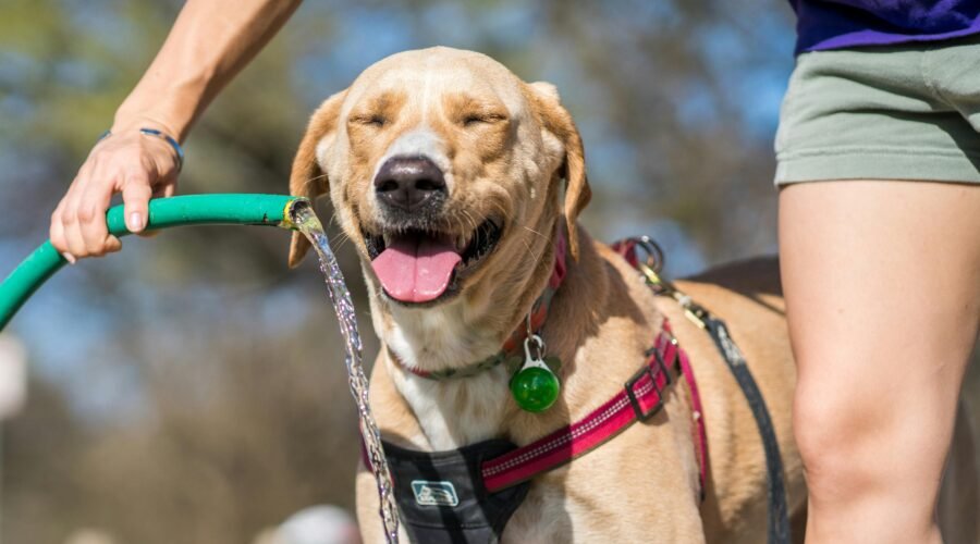 Bebedouros para pets podem se tornar obrigatórios em comércios e espaços públicos de Santos