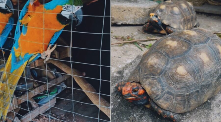 Polícia Ambiental descobre cativeiro após ouvir canto de araras e resgata seis animais em SP; VÍDEO