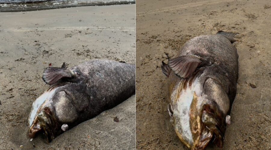 'Gigante dos mares': peixe mero de 2 metros é encontrado morto no litoral de SP; VÍDEO