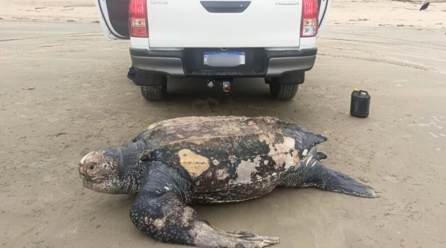 Maior espécie de tartaruga marinha é encontrada morta em praia do litoral de SP; VEJA